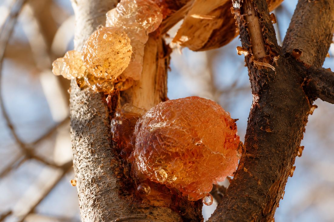 What Is Gondh? The Ingredient Most People Misunderstand